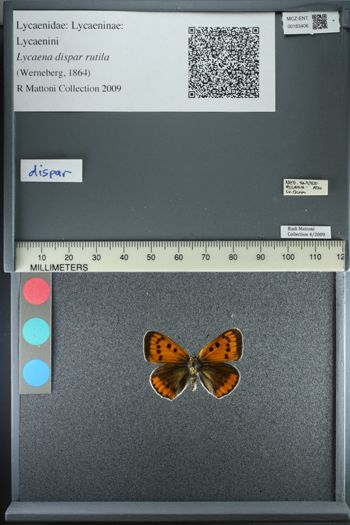 Media type: image;   Entomology 183406